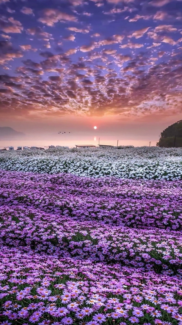 唯美小雏菊花海