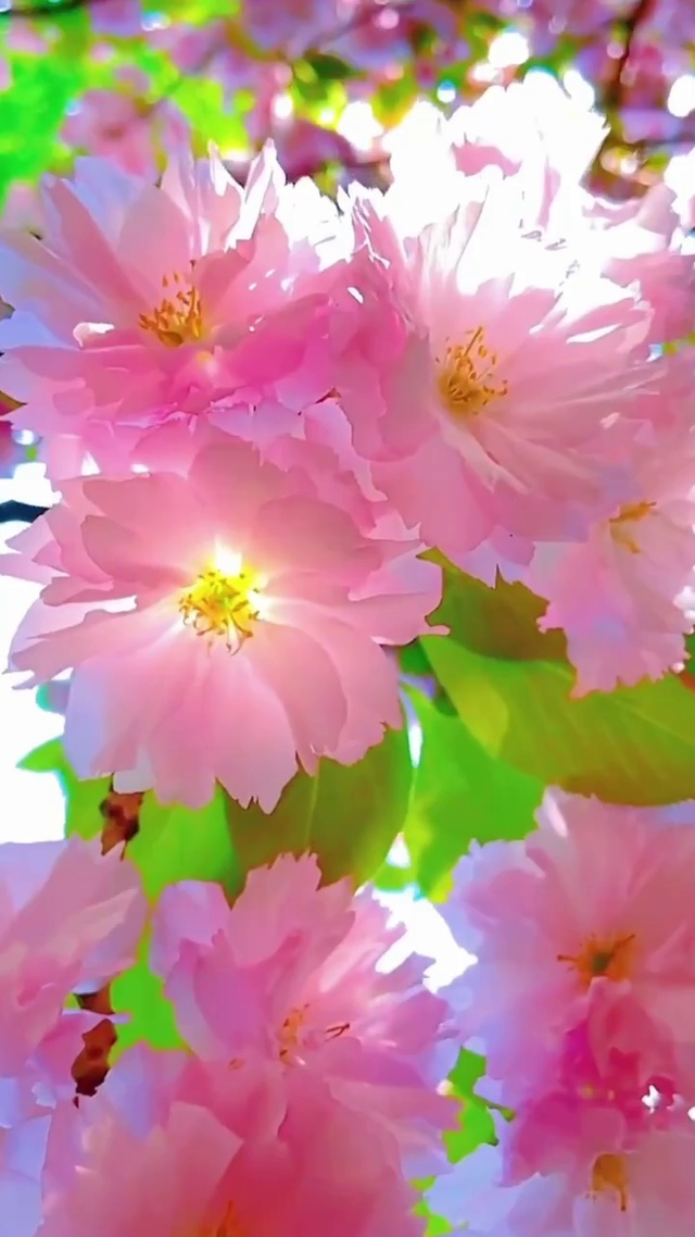 春暖花开为你而来
