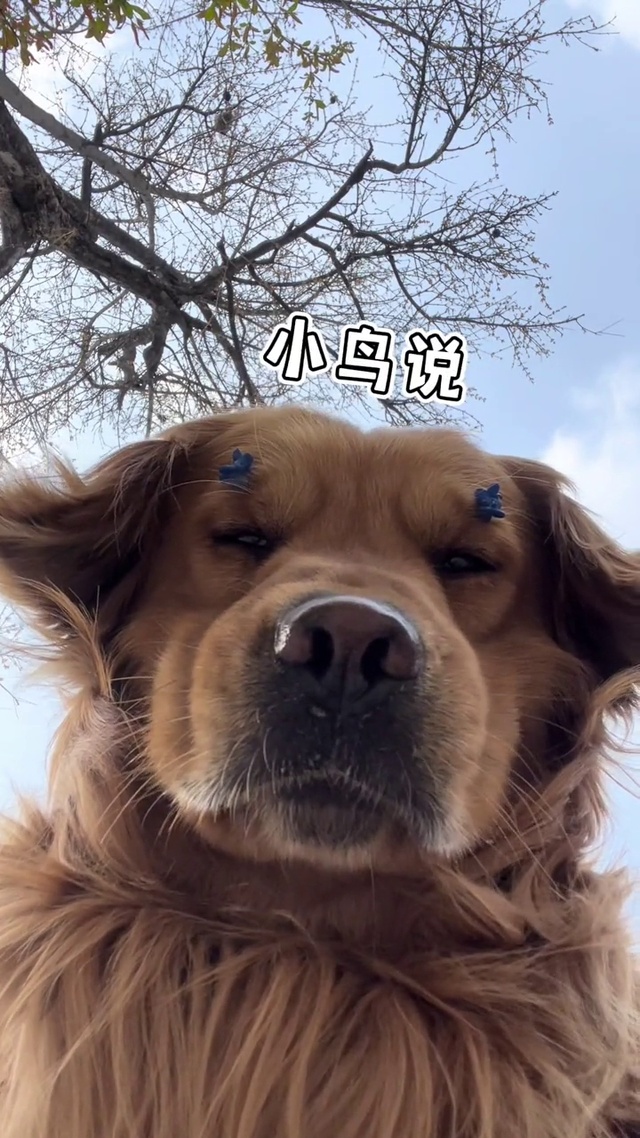 修狗系列