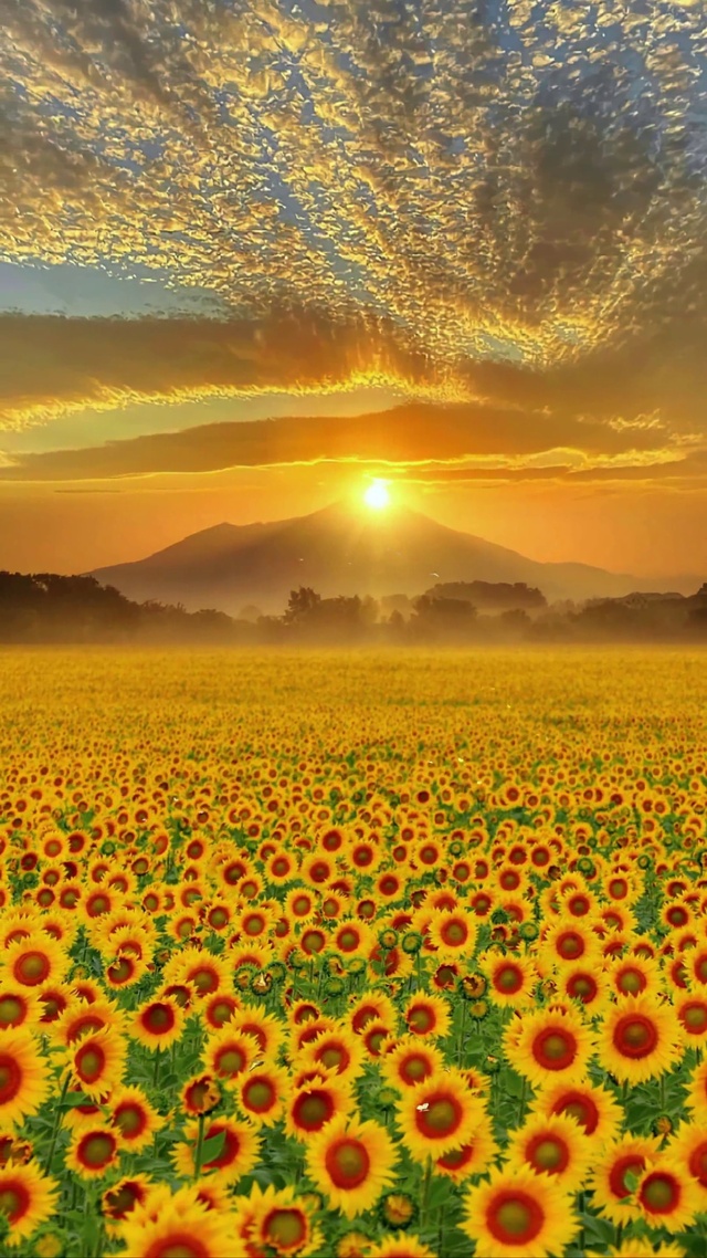 晚霞向日葵花海