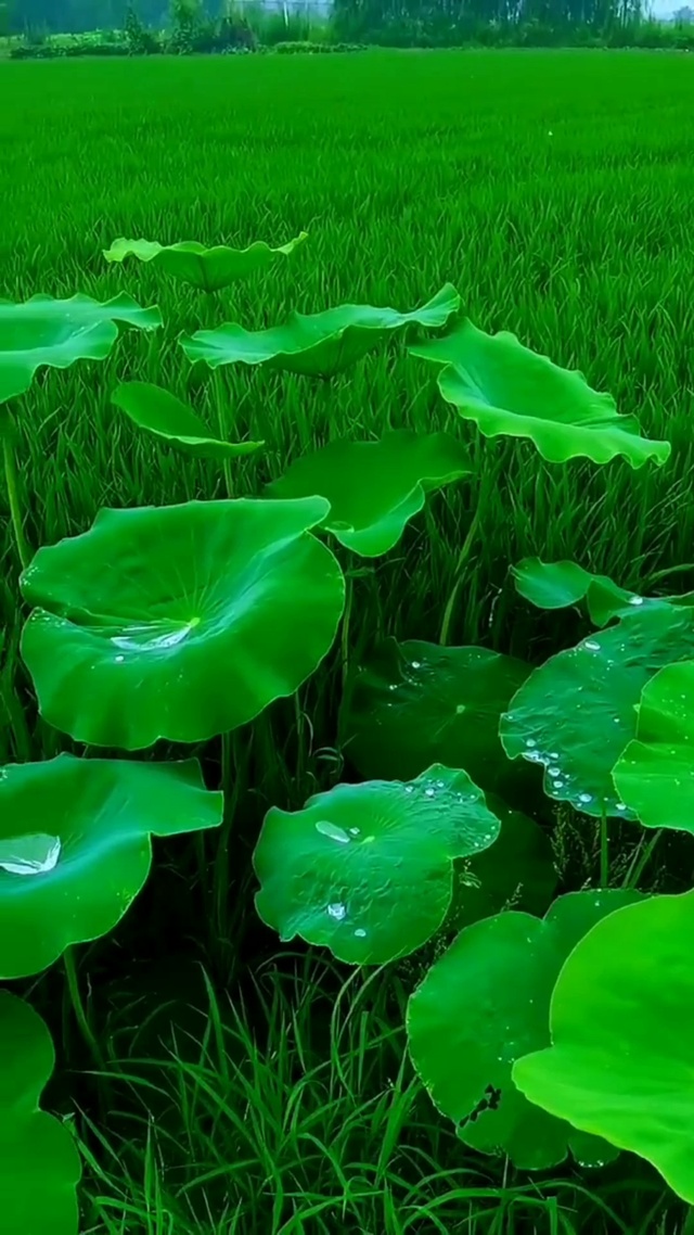 夏天的郁郁葱葱