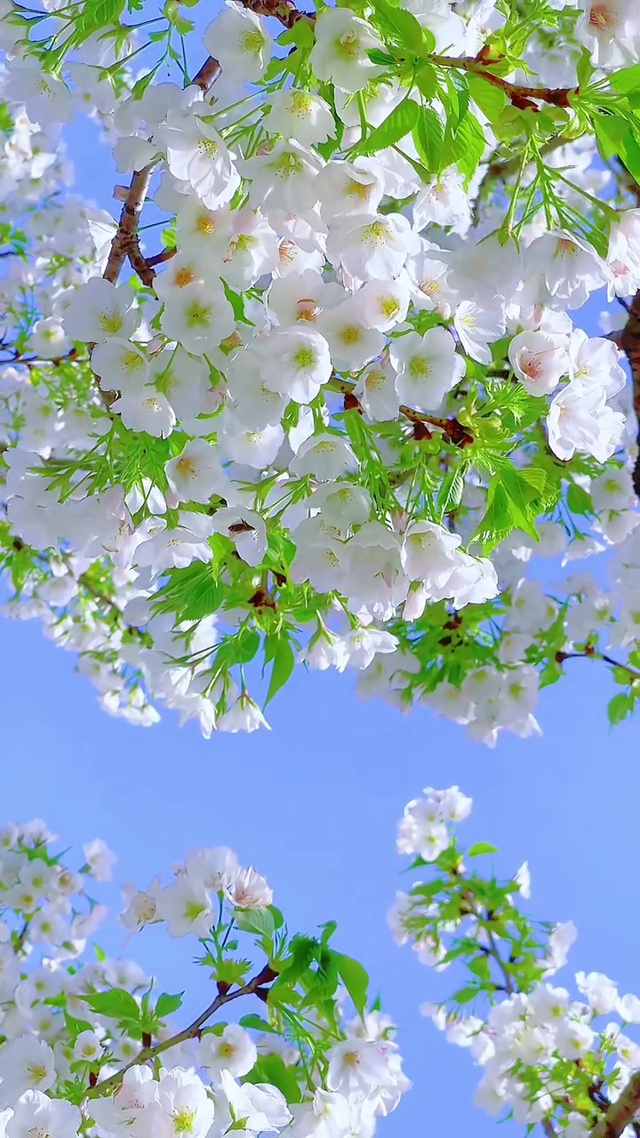 把春天藏进花里，等风来听