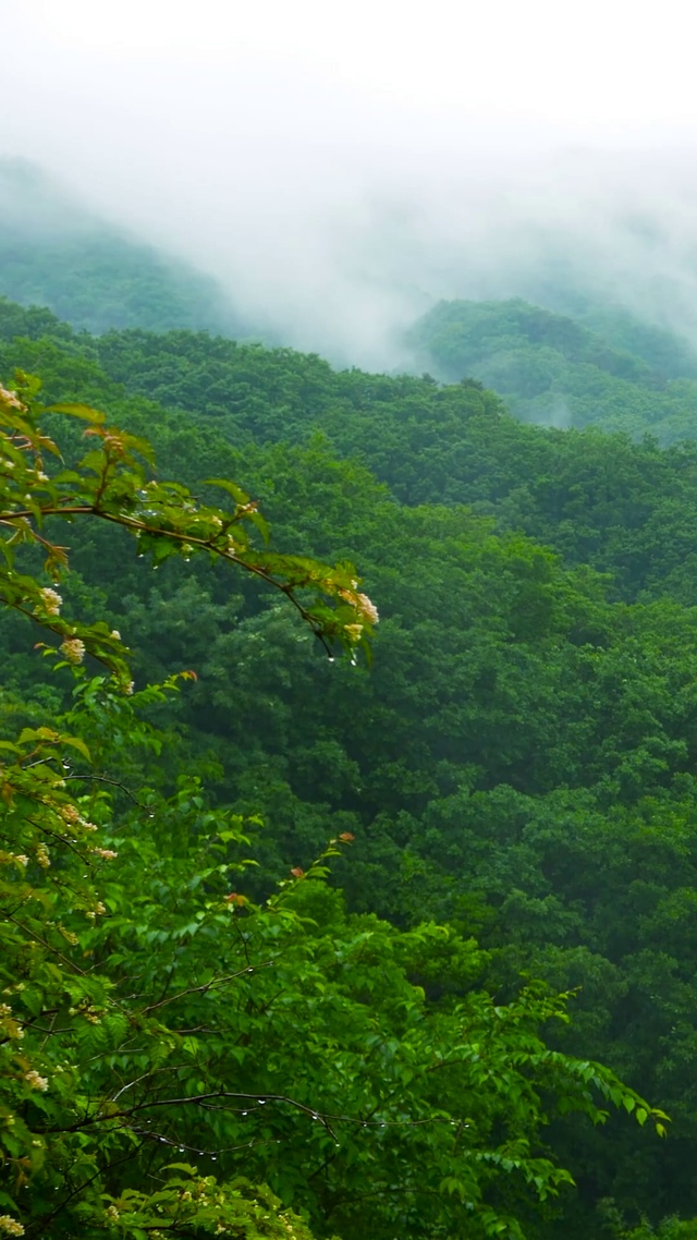 青山云雾雨天森林