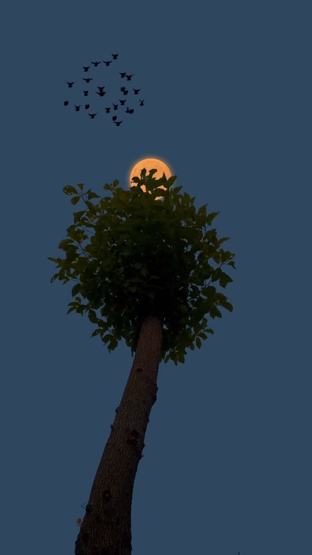 端午美景