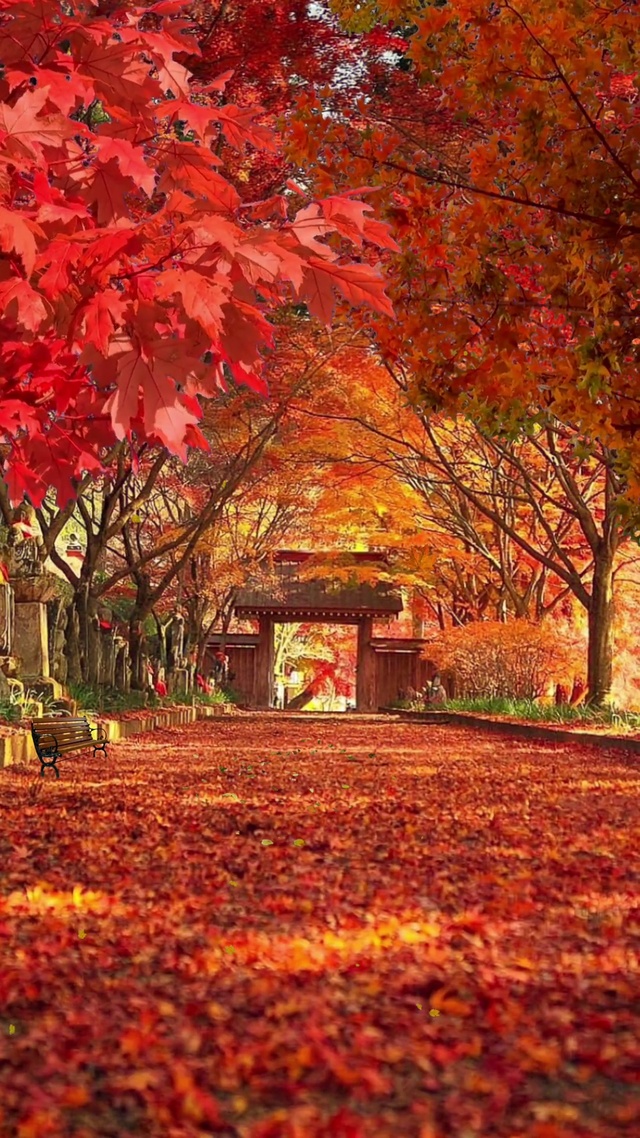 秋意浓，枫叶红，偏偏落叶相思浓。