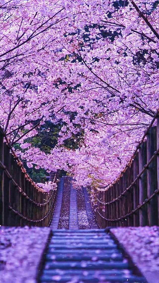 唯美樱花雨
