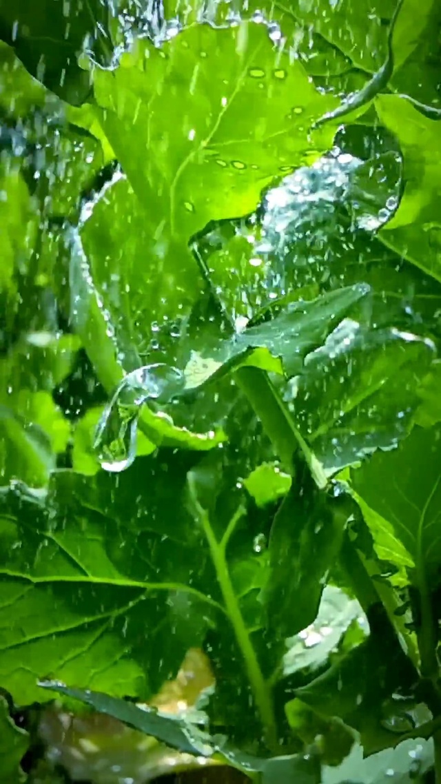 岁月逢春 细雨惊落