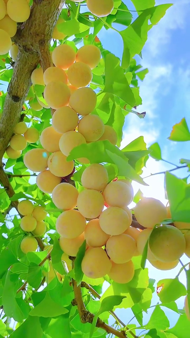 杏好有你！甜甜蜜蜜