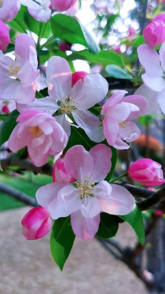 愿人随春好，春与人宜