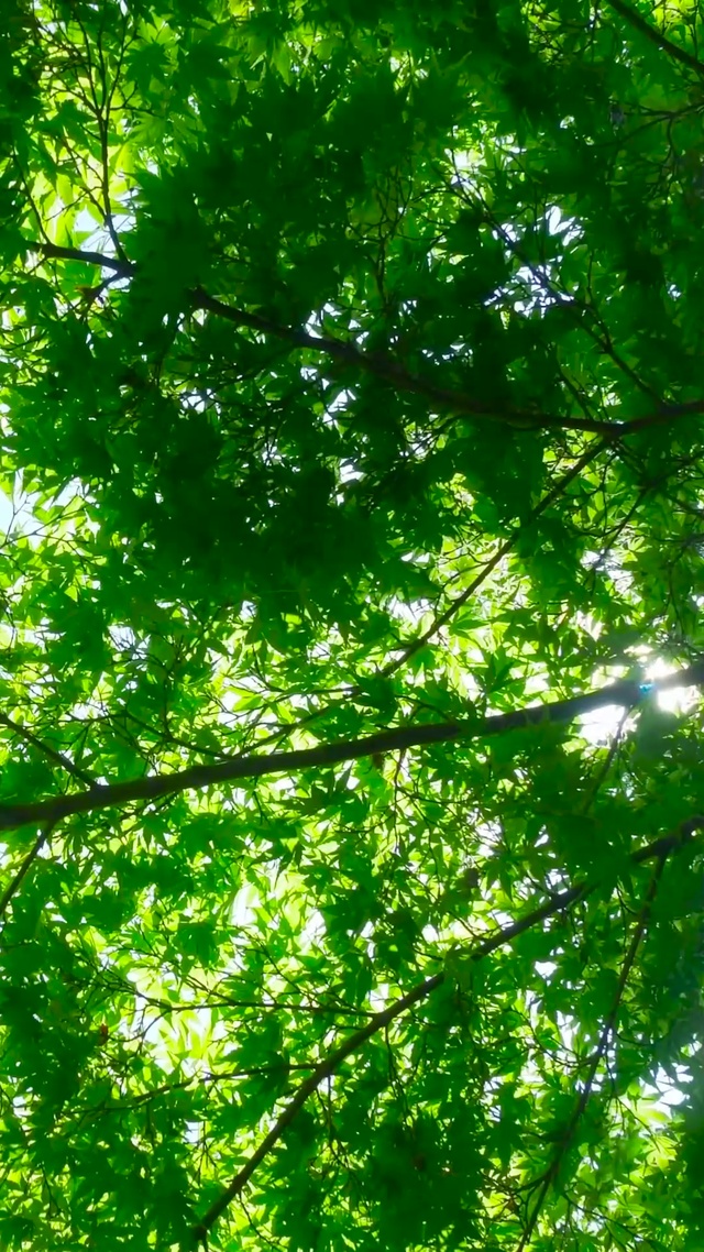 夏日蝉鸣绿树叶