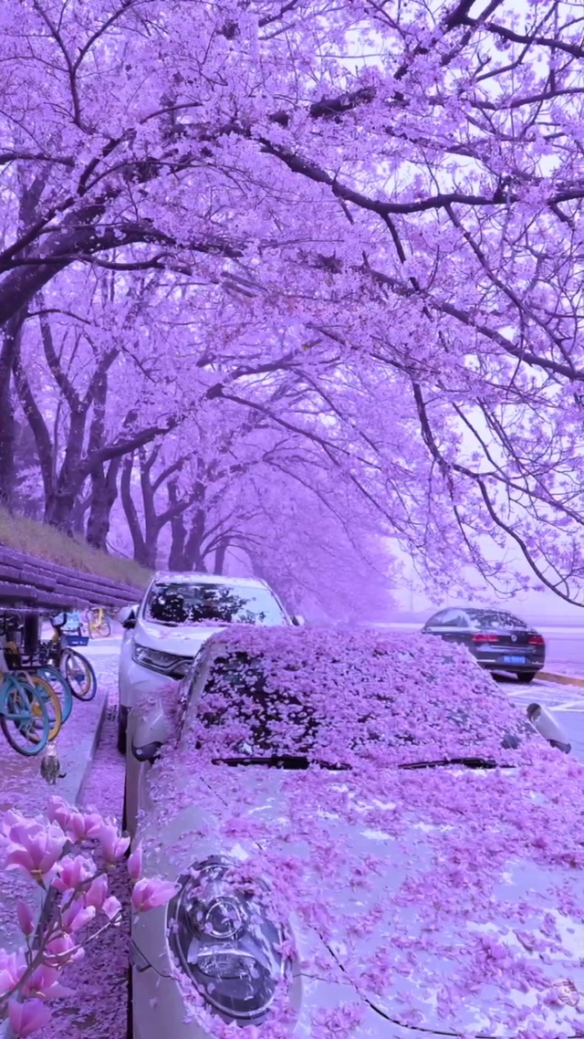 这么美的樱花，当然要艾特嘎嘎漂亮可爱的女孩一起看看啦