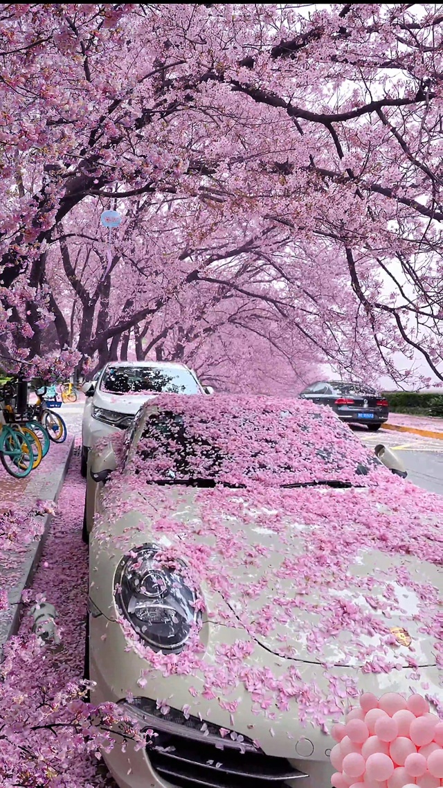 唯美樱花树下樱花车