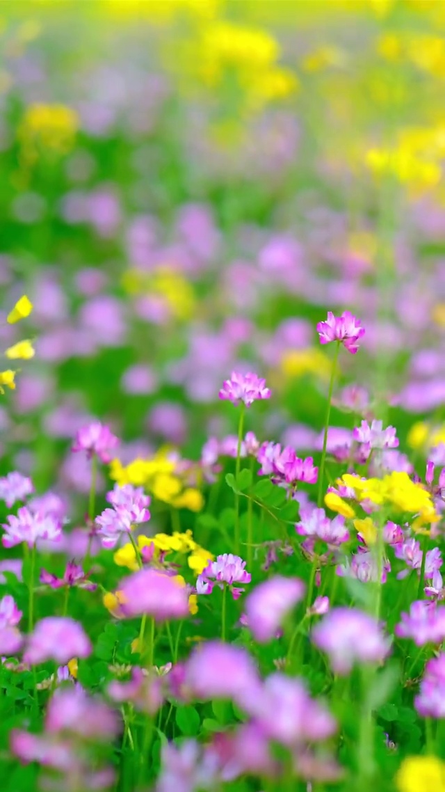 百花齐放百家争鸣