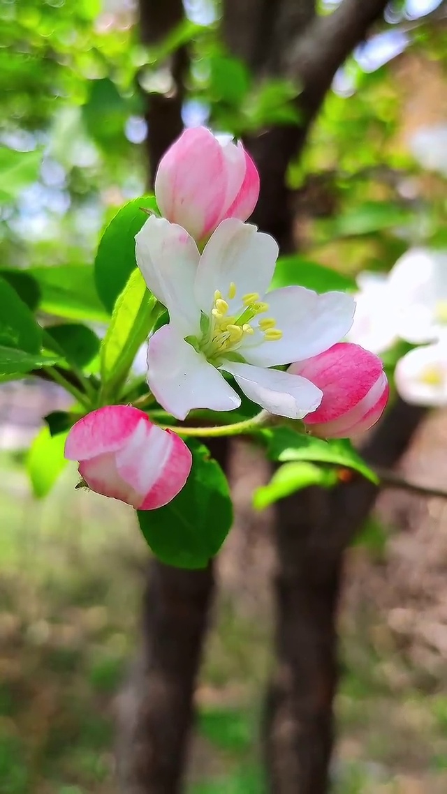 惊艳了时光，浪漫了岁月