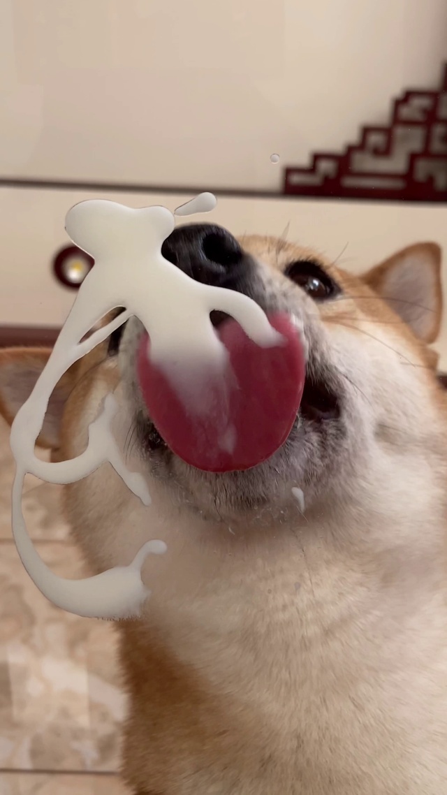 柴犬豆包舔屏幕