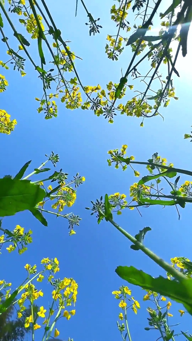 这一刻 春暖花开