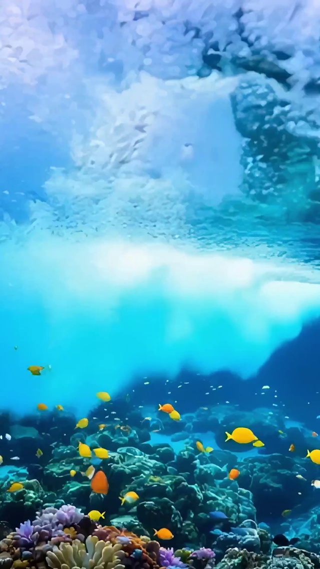珊瑚海洋
