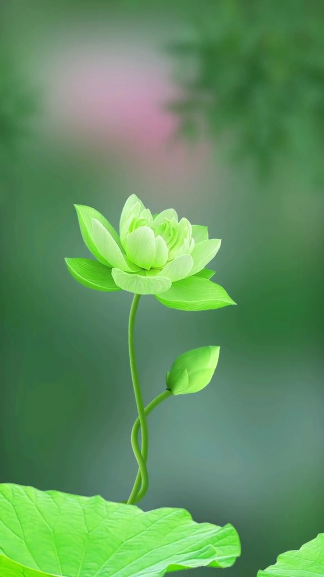 荷花莲花