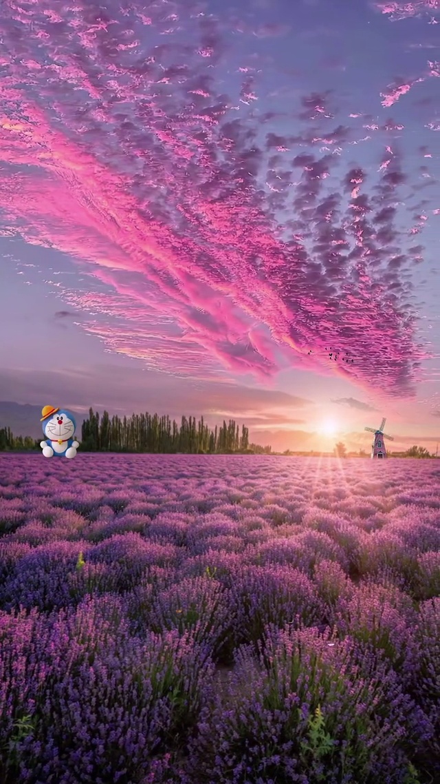 薰衣草花海


