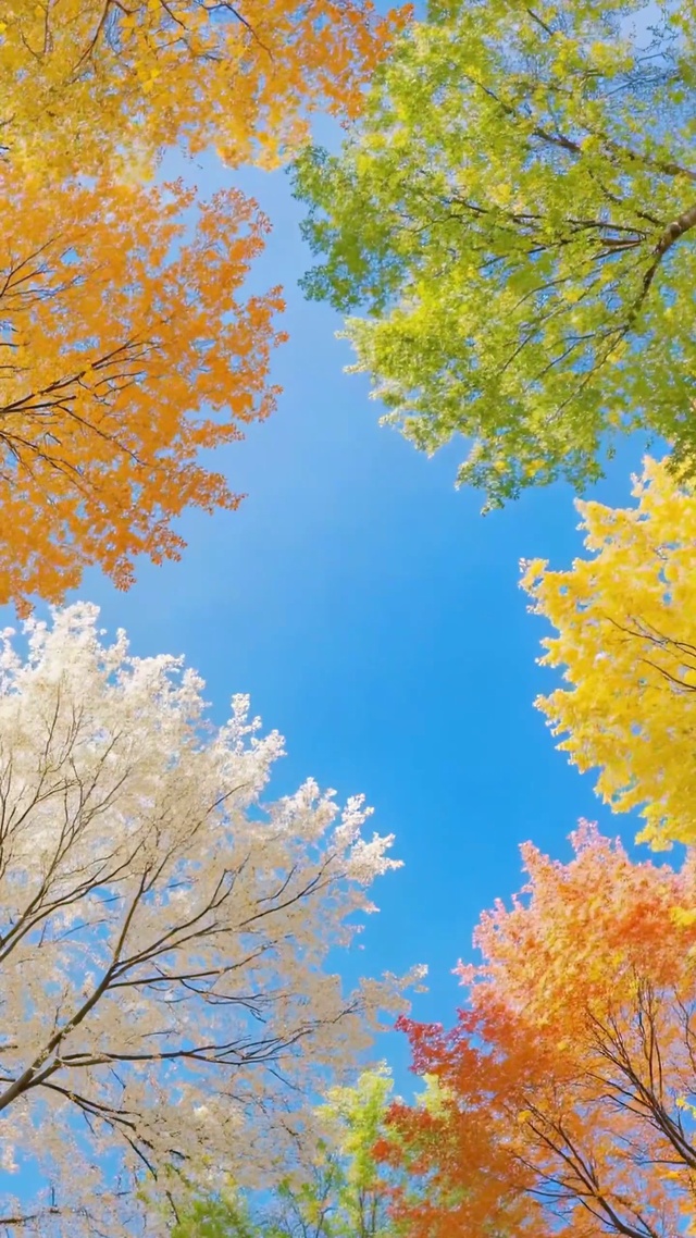 彩林晴空