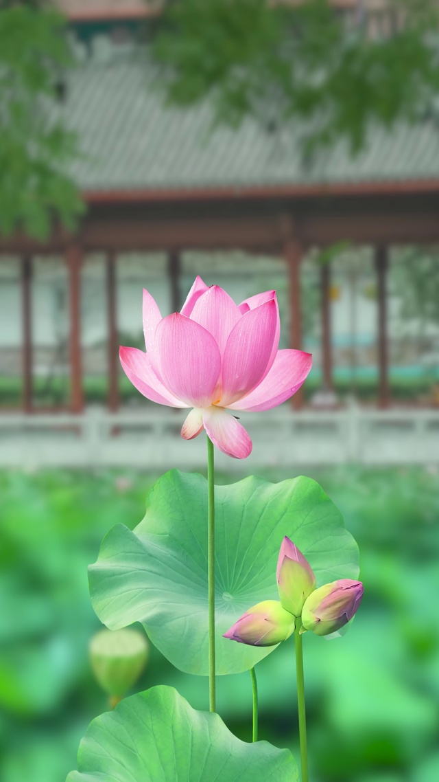 荷花唯美治愈动态壁纸