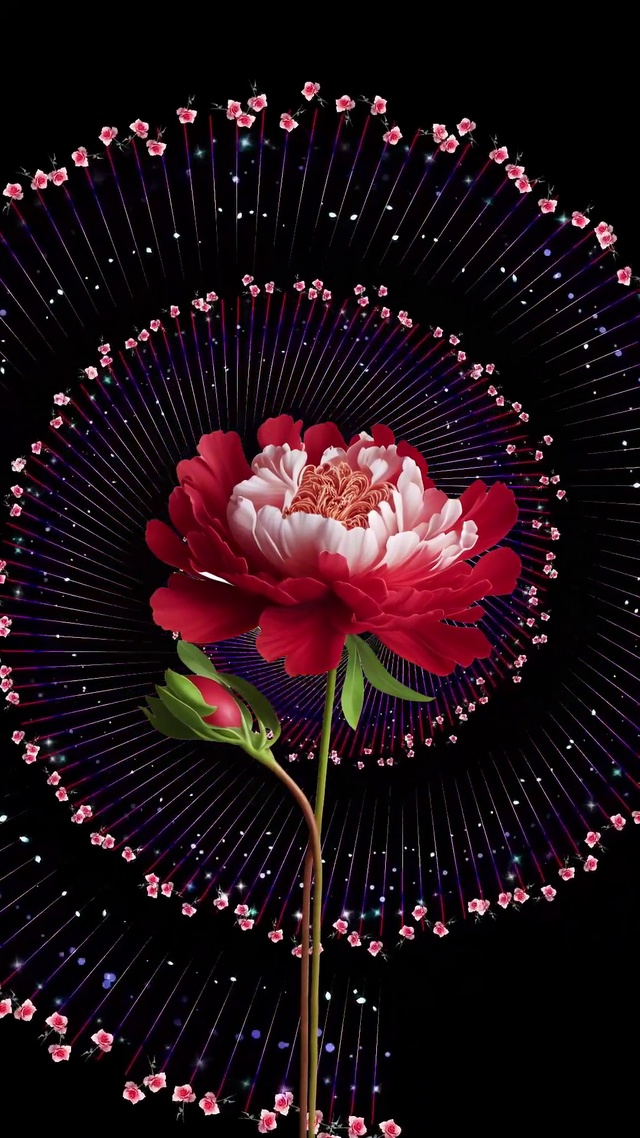 美丽牡丹，国色天香