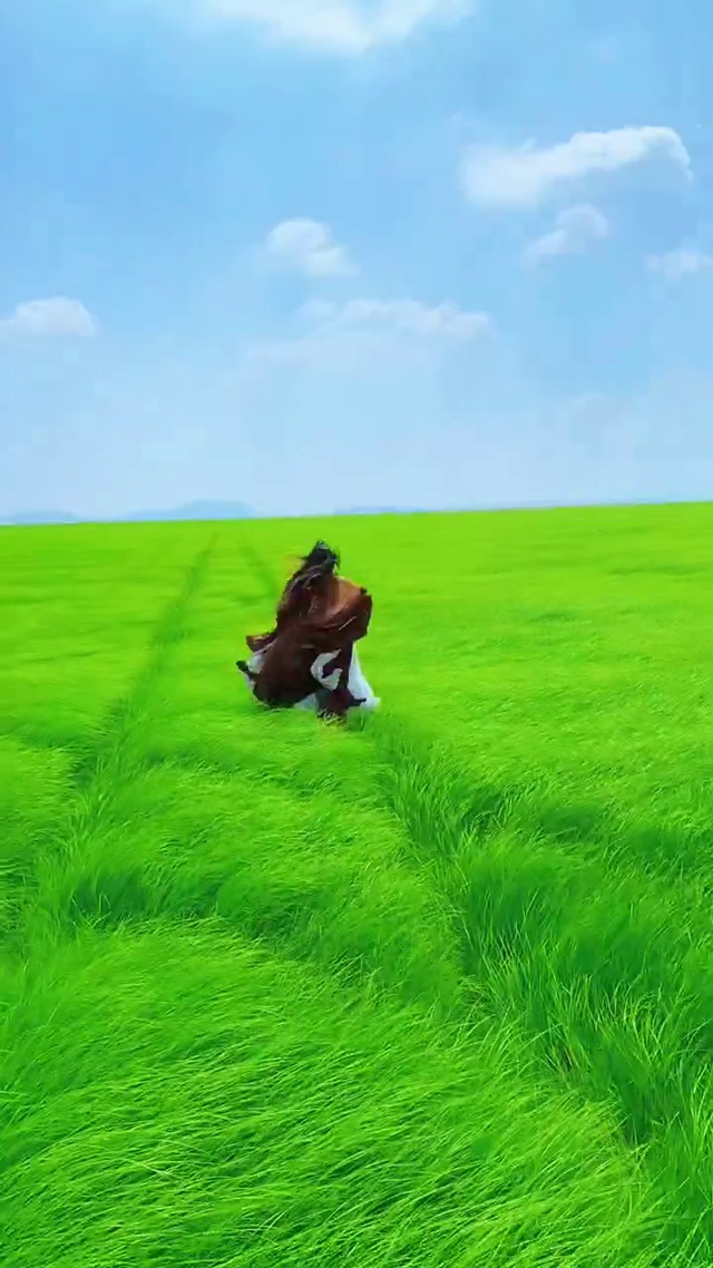绿绿的大草原