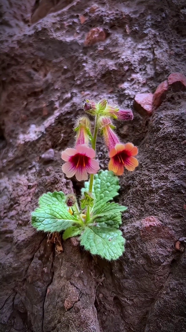 你恰好盛开，我刚好路过
