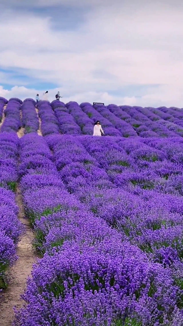 浪漫薰衣草花海