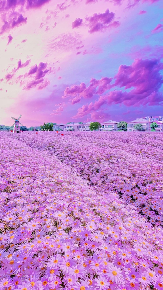 唯美雏菊花海