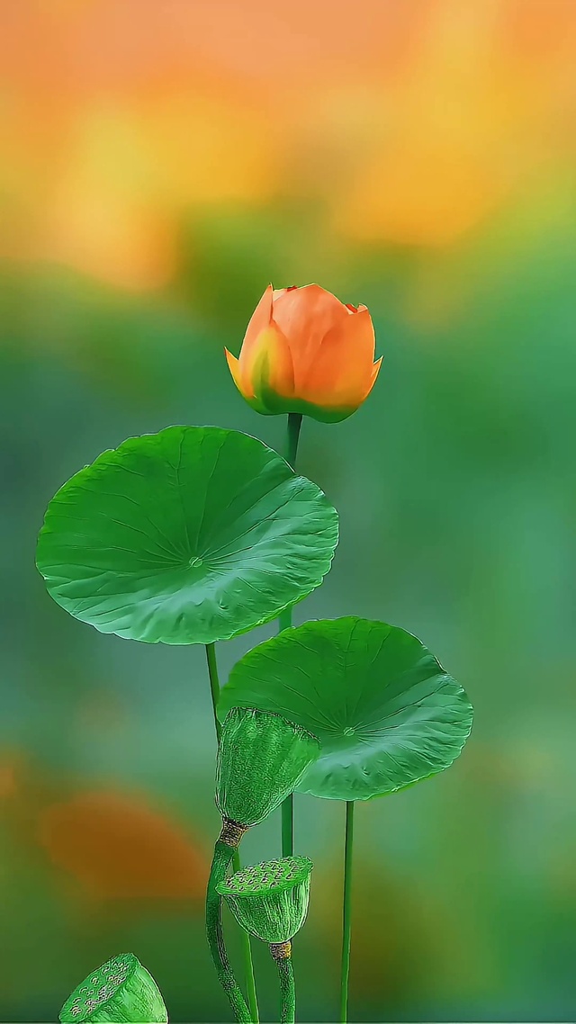 荷叶荷花4k壁纸①