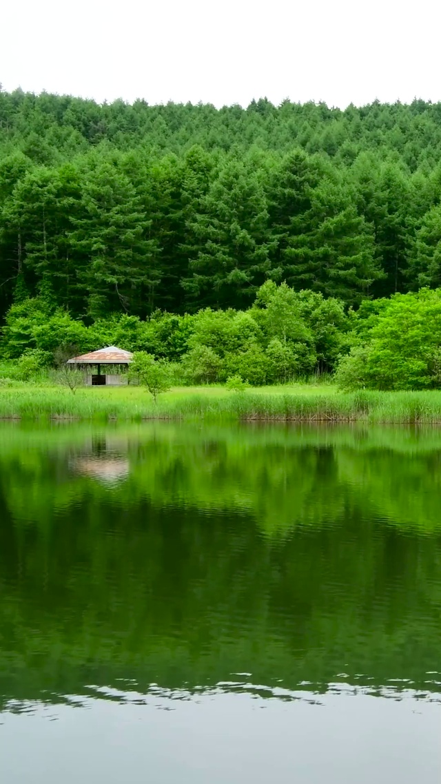高原绿林湖水