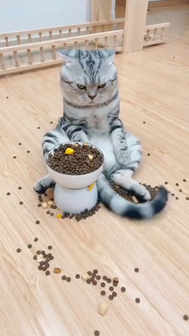 叛逆的猫(动物手机动态壁纸) - 动物手机壁纸下载 - 元气壁纸