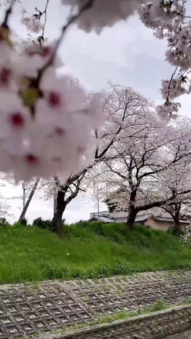 樱花树下的约定