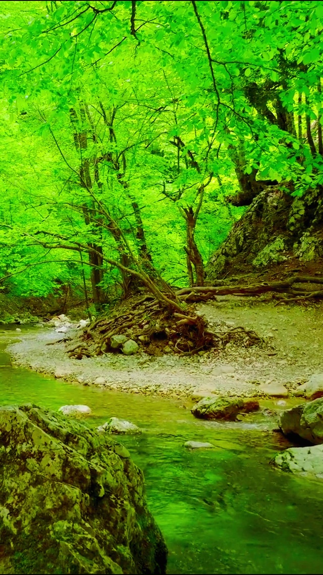护眼森林小溪 4K