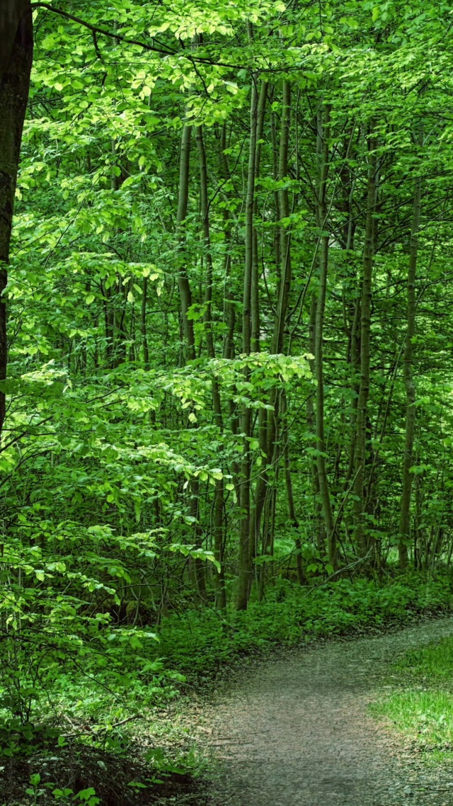 春雨绵绵，生机勃勃