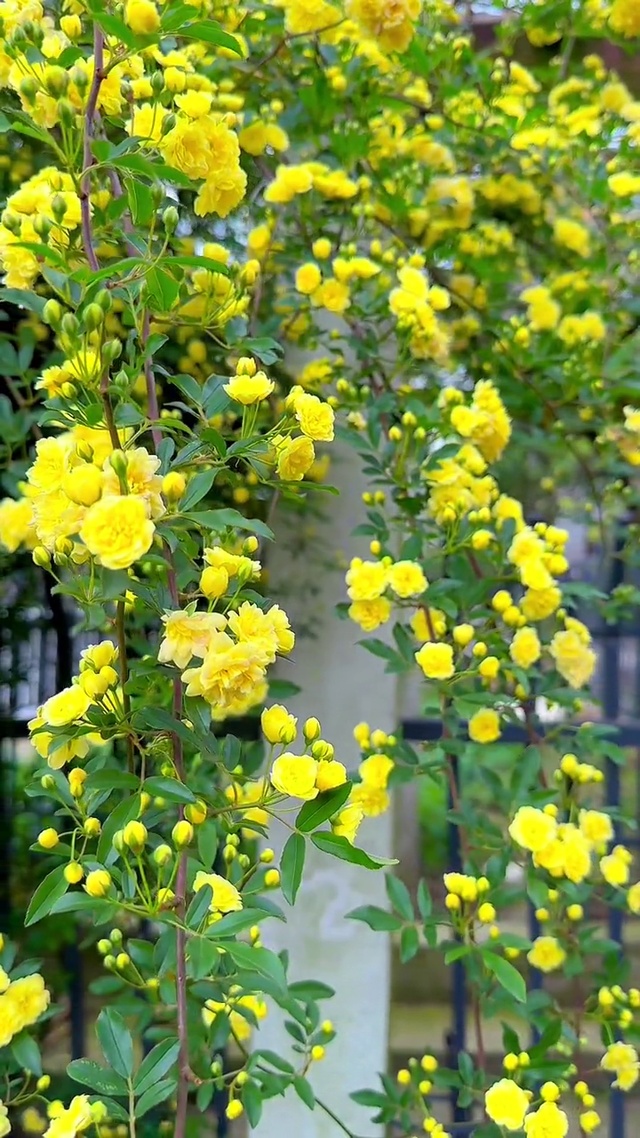 花不语，风却懂