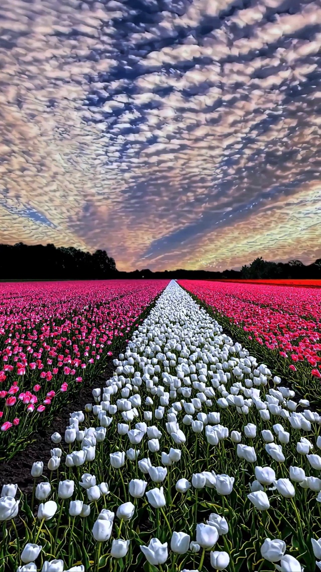 唯美郁金香花海