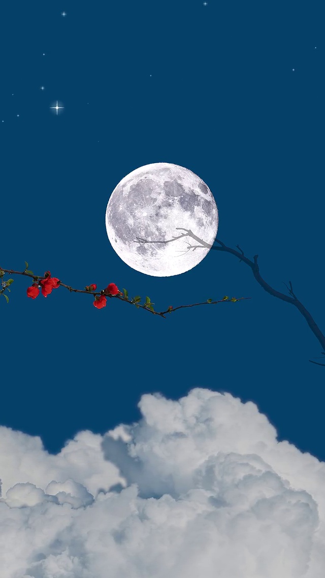 安静夜晚冷月高挂枝梢