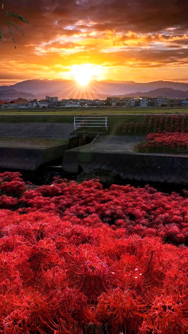 彼岸花