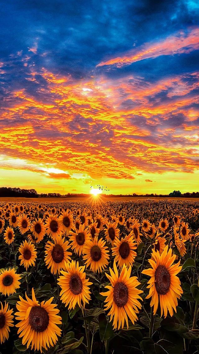 爆款向日葵花海