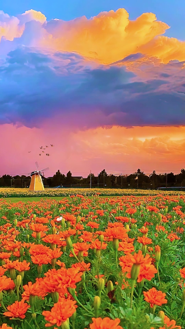 浪漫黄昏小黄花