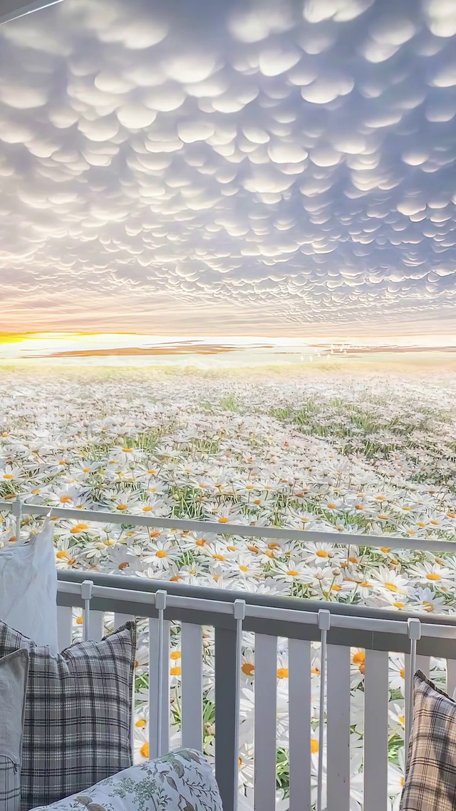 小雏菊花海