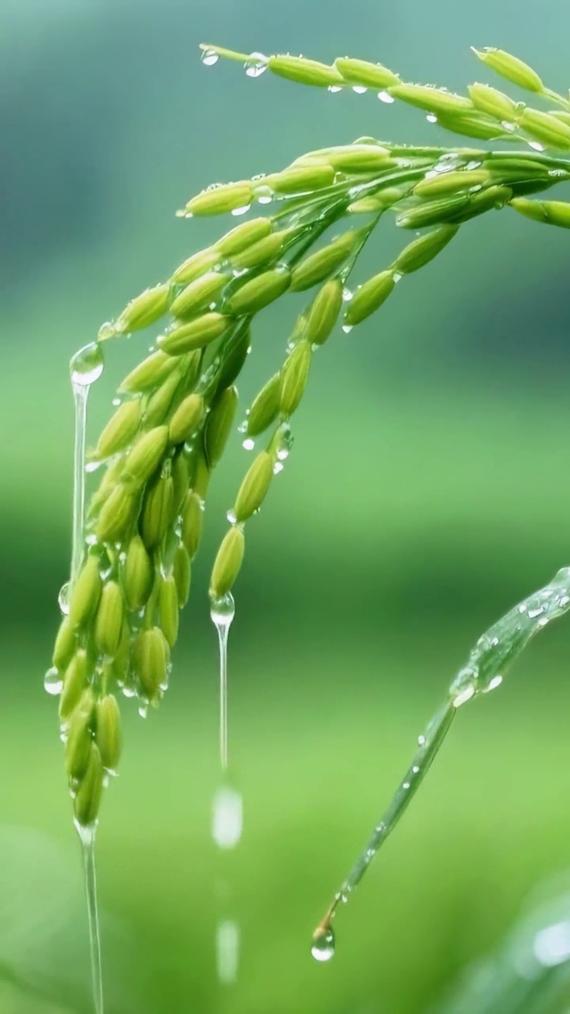 雨幕里的青稻穗