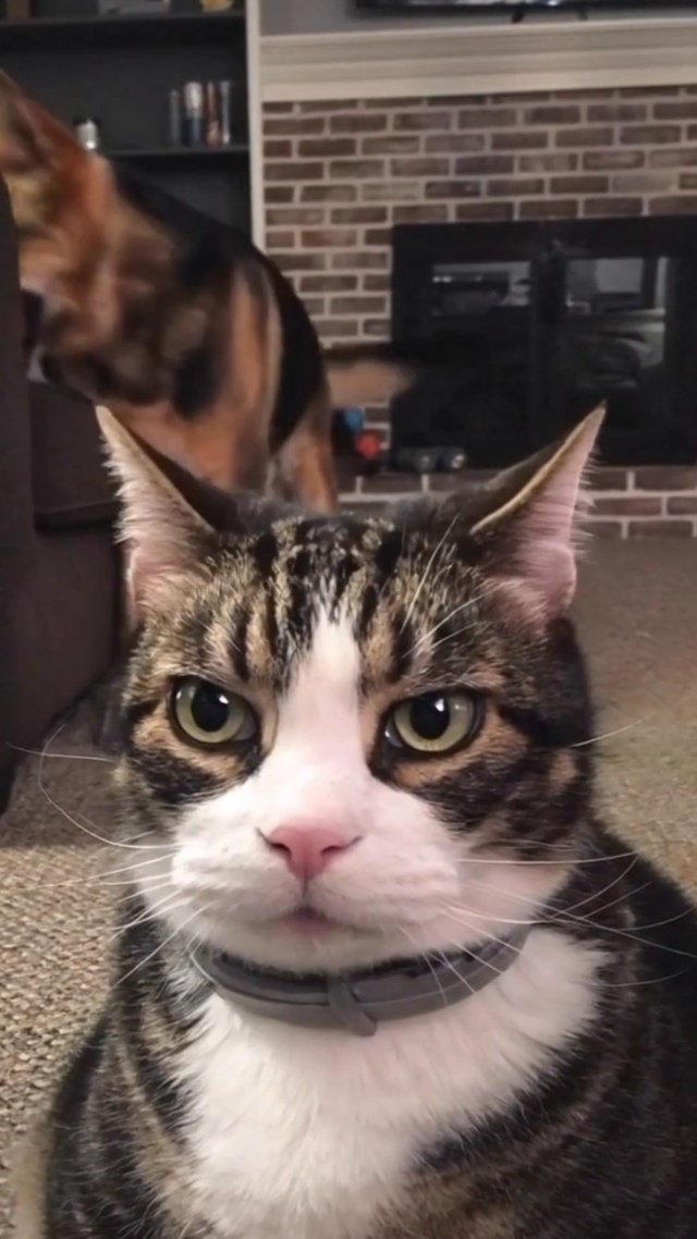 猫咪
