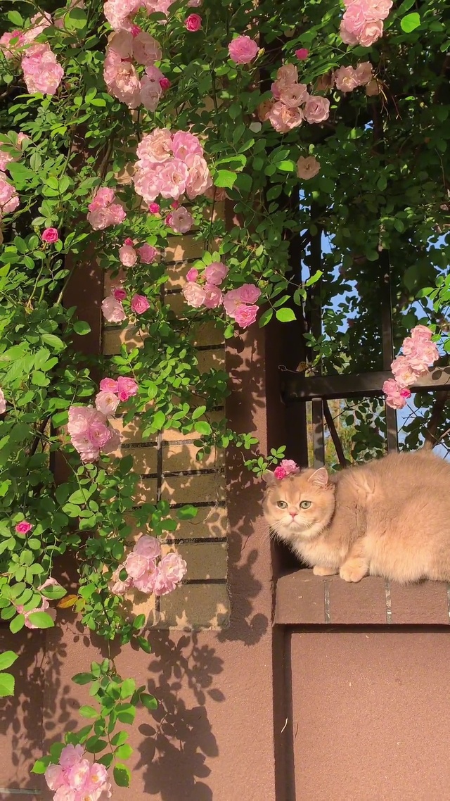 春天的浪漫花占一半，猫占一半