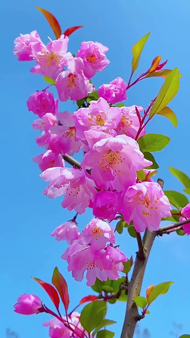 花都开好了
