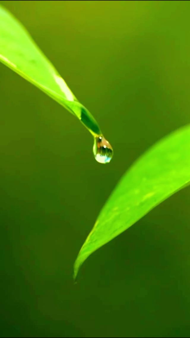 唯美治愈露珠 4K