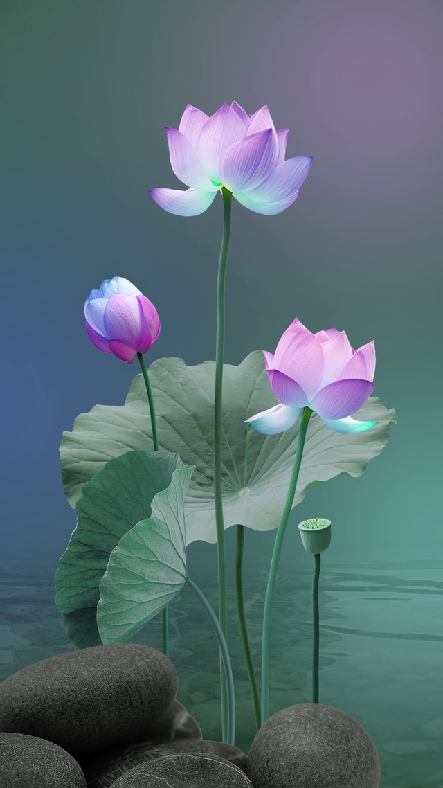荷花壁纸