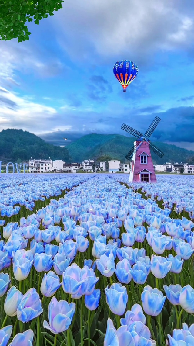郁金香花海